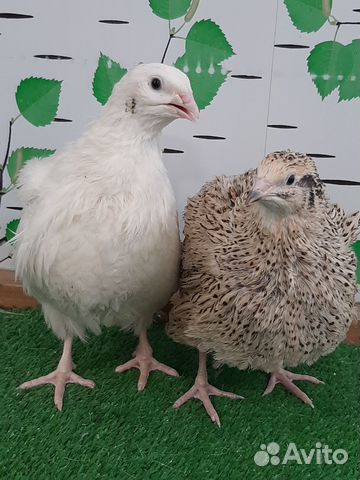 Белый Тяжелый Кросс и Феникс Золотистый