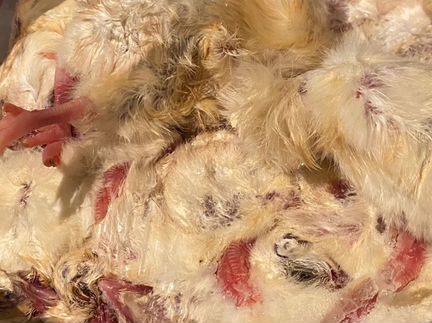 Замороженные суточные цыплята