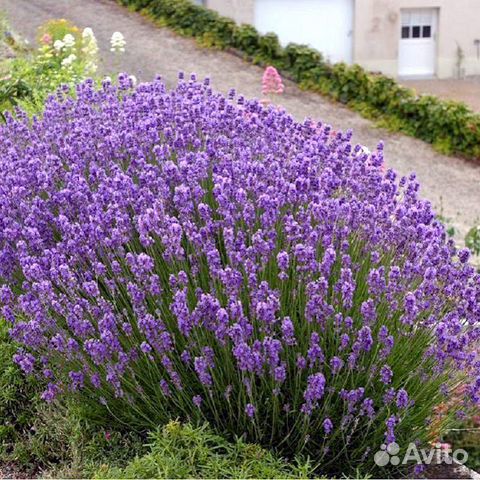 Лаванда Дварф Блю