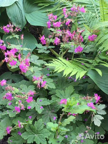 Многолетние садовые цветы и злаки