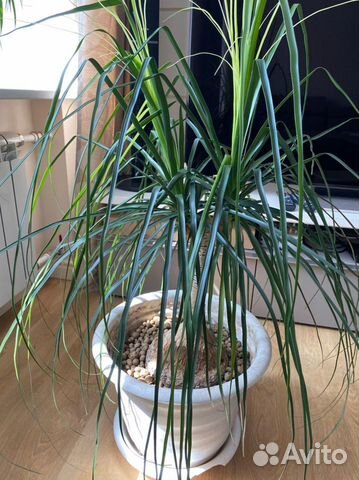 Пальма Нолина Бокарнея 120 см