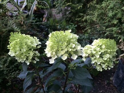 Гортензии