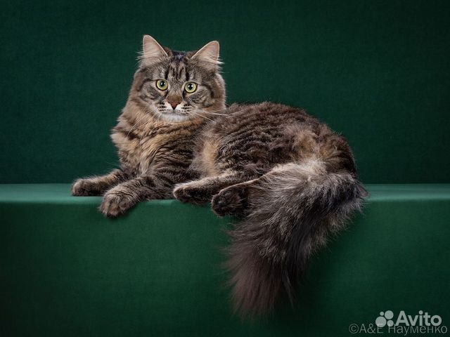 Сибирский кот на вязку