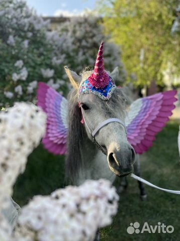 Пони Единорог, Пегас на праздник