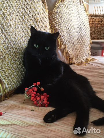 Кошечка Тася молодая.стерильная