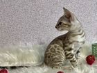 Бенгальский котенок (минк)
