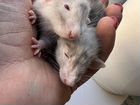 Крысята дамбо уникальных мраморных окрасов