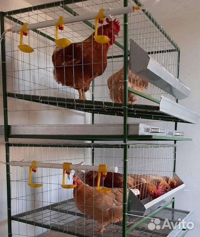 Клетки для кур