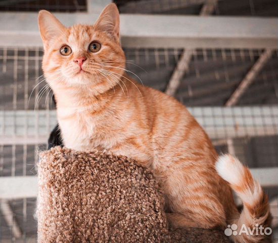 Рыжие котята и котики из приюта