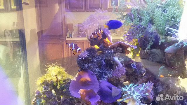 Ихтиолог-рыбовод. Уход за аквариумом