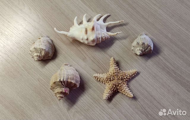 Ракушки+морская звезда(за всё)