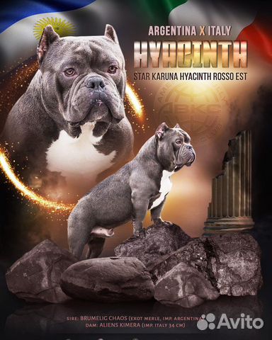 Американский булли кобель для вязок