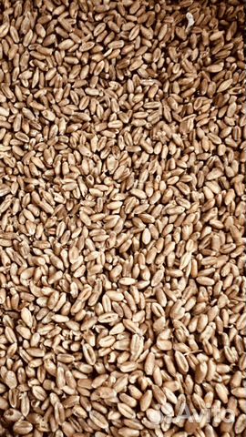 Комбикорм для с/х животных