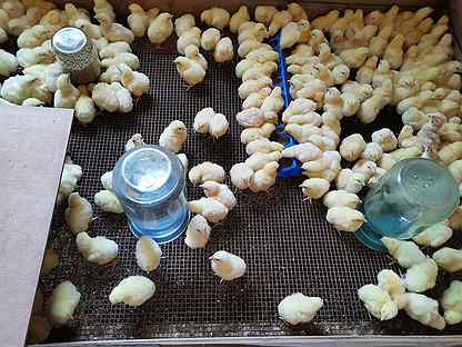 Бройлеры: инкубационное яйцо, цыплята