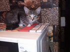 Котенок, метис сибирской кошки объявление продам