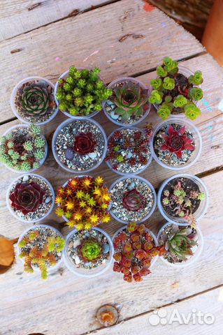 Набор суккулентов для сада