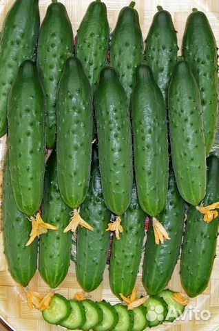 Семена Огурчиков СССР