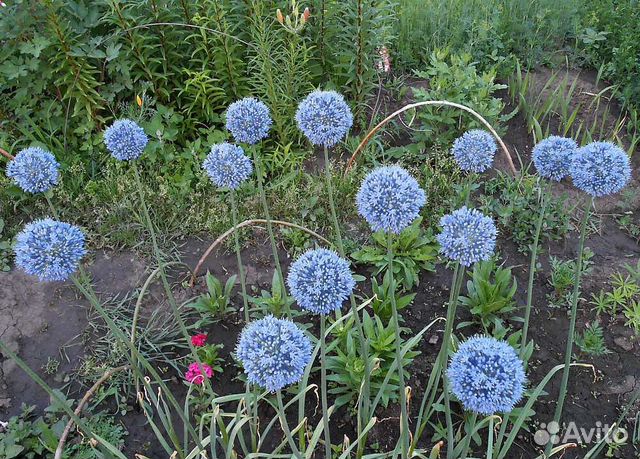 Садовые цветы многолетники