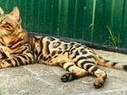 Бенгальские коты на вязку объявление продам