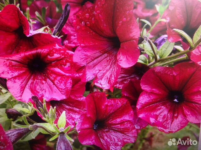 Рассада петунии сортовая
