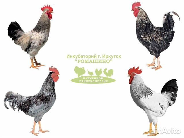 Цыплята (петушки) Мясо-Яичного типа
