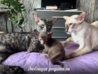 Котята орики «по любви» объявление продам
