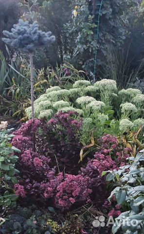 Садовые цветы