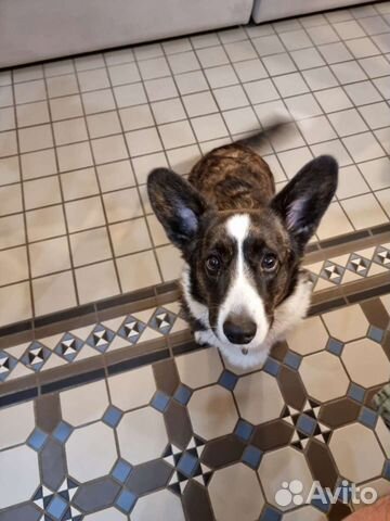 Передержка для собак