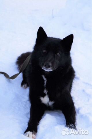 Чудо-собака в поиске Дома
