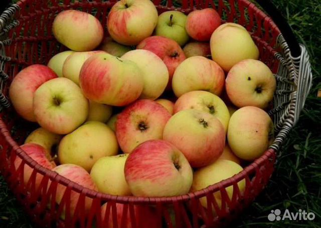 Продам яблоки купить в Великих Луках | Товары для дома и дачи | Авито