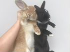 Кролики декоративные с клеткой бесплатно объявление продам
