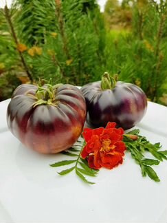 Семена сортовых томатов