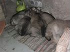 Аляскинский маламут щенки