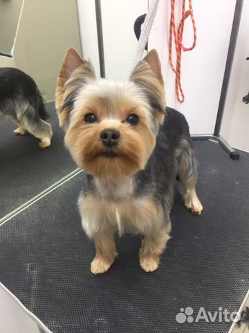 Груминг в Солнечном. Стрижка собак