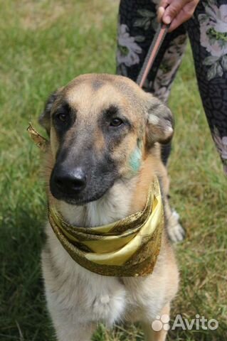 Пёс Айс ищет семью