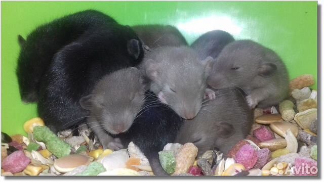 Крысята Дамбо (голубые и чёрные бриллиантики крысы