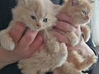 Персидские котята и кошки. В добрые руки объявление продам