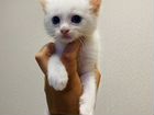 Продается белый котенок объявление продам