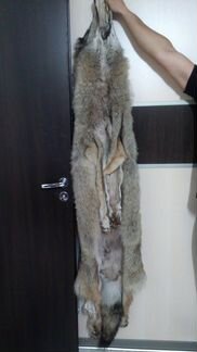 Шкура кавказского волка