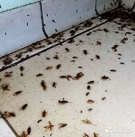 Уничтожение тараканов, клопов дезинсекция