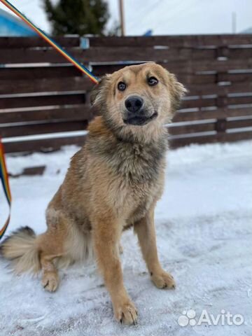 Собака в добрые руки