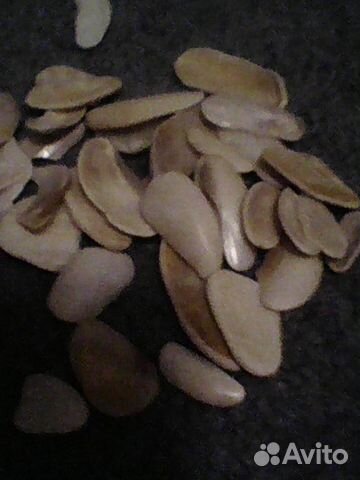 Ракушки и морские камни