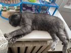 Шатланский веслоухий кот бесплатно объявление продам