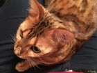 Бенгальская кошка взрослая бесплатно объявление продам