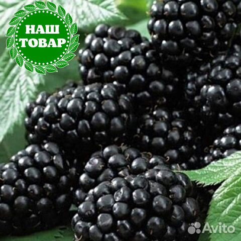 Саженцы Ежевика Агавам