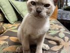 Бурманские котята объявление продам