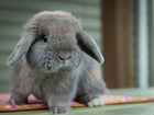 Декоративные карликовые кролики Минилопы объявление продам