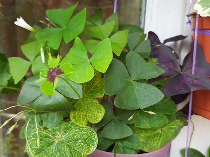 Домашние цветы