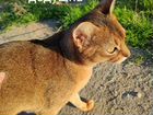 Абиссинские кошки объявление продам