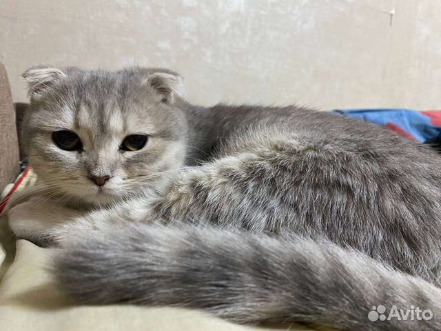 Шотландская вислоухая кошка в добрые руки